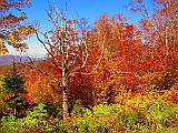 Fall Colors